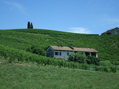 Vineyard Landscape of Piedmont