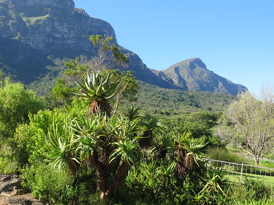 Cape Floral Region