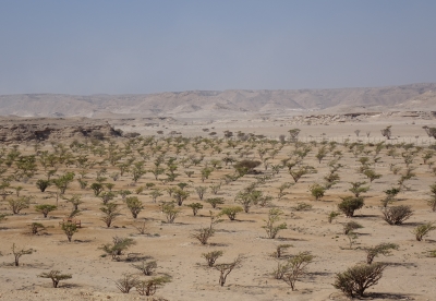 Land of Frankincense