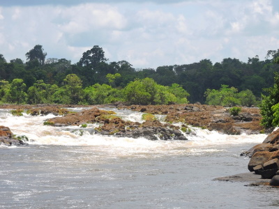 Central Suriname Nature Reserve - World Heritage Site - Info and Travel Reports