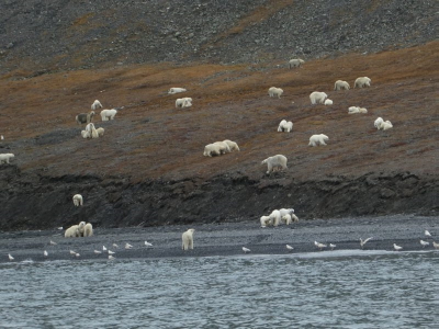 Wrangel Island