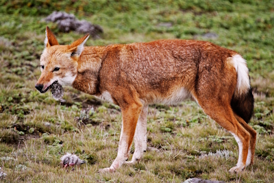 Bale Mountains National Park