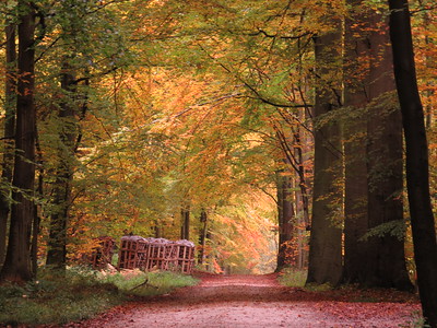 Primeval Beech Forests - World Heritage Site - Pictures, Info and ...