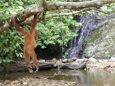 Tropical Rainforest Sumatra