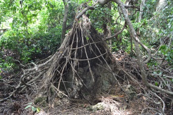 Mijikenda Kaya Forests