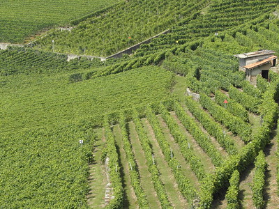 Lavaux, Vineyard Terraces