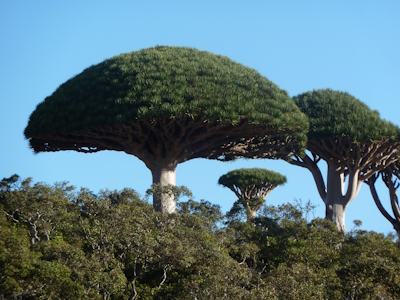 Socotra Archipelago