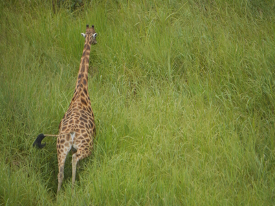 Garamba National Park