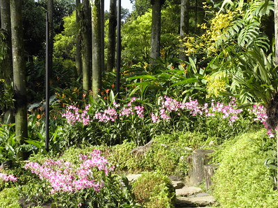 Singapore Botanic Gardens 