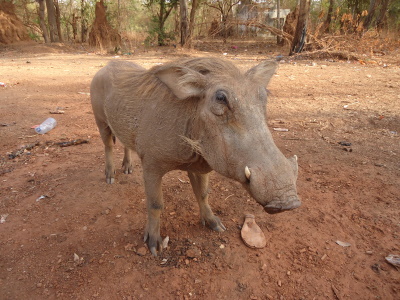 Niokolo-Koba National Park