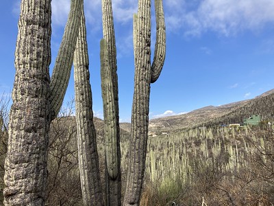 Tehuacán-Cuicatlán Valley