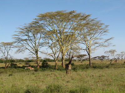 Serengeti