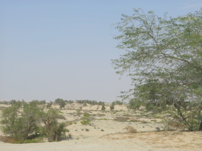 Al-Ahsa Oasis