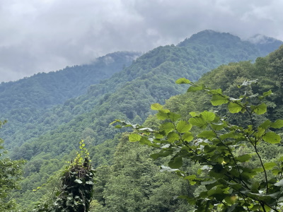 Colchic Rainforests and Wetlands 