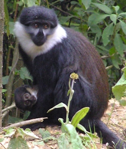 Nyungwe National Park