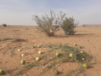 'Uruq Bani Ma'arid