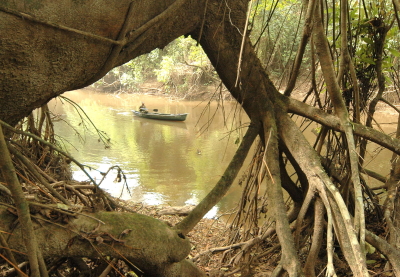 Taï National Park