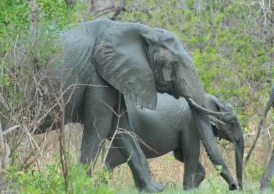 Selous Game Reserve