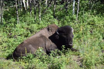 Wood Buffalo National Park