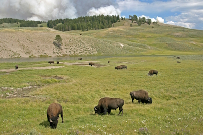 Yellowstone