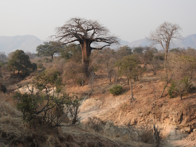 Mana Pools