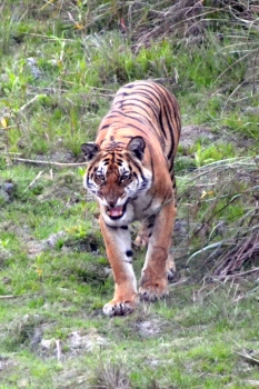 Kaziranga National Park