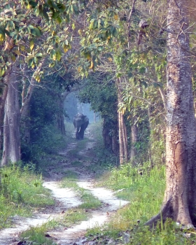 Manas Wildlife Sanctuary | For UNESCO World Heritage Travellers
