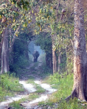 Manas Wildlife Sanctuary