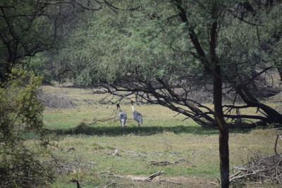 Keoladeo National Park