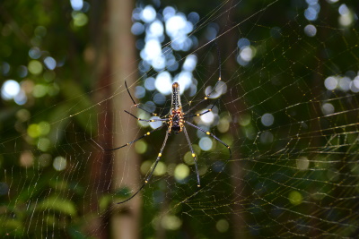 Sinharaja Forest