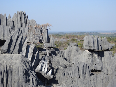 Andrefana Dry Forests