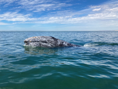 Whale Sanctuary of El Vizcaino