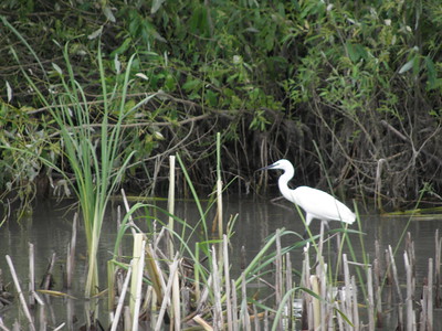 Danube Delta