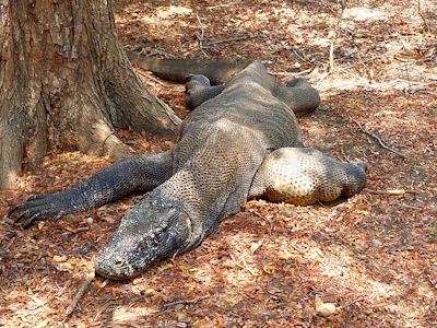 Komodo National Park