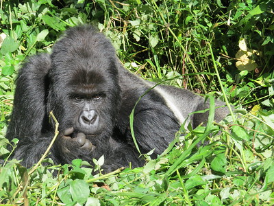 Virunga National Park