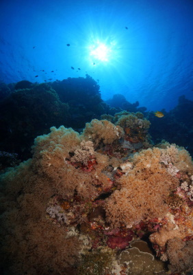 Tubbataha Reefs