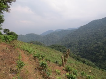 Bwindi Impenetrable National Park