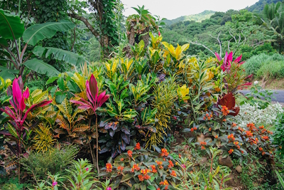 Morne Trois Pitons