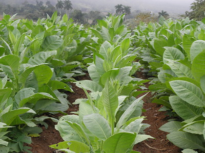 Viñales Valley