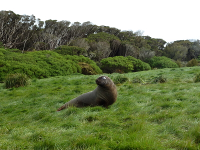 Sub-Antarctic Islands