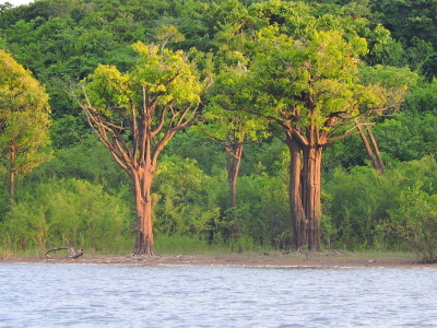 Central Amazon Conservation Complex
