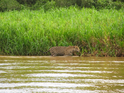 Pantanal